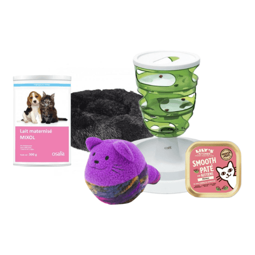 Spécial chaton