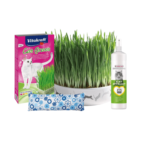 Herbe à chat