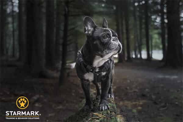 Jouet pour chien Starmark