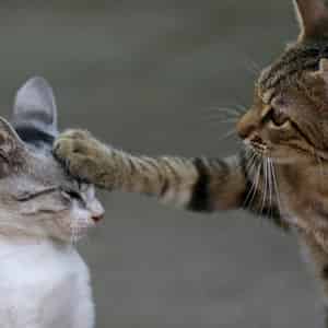 Terre de diatomée pour chat