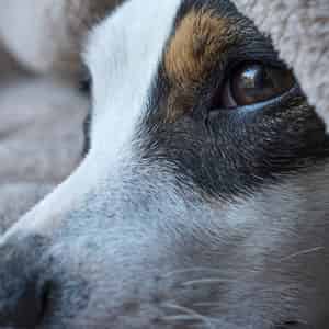 Terre de diatomée pour chien