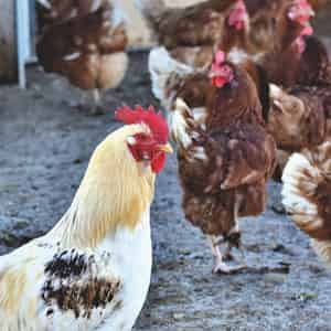 Terre de diatomée pour poule