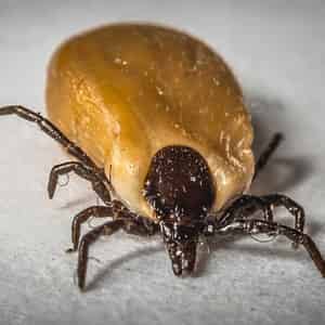 Lutter contre les tiques et les puces