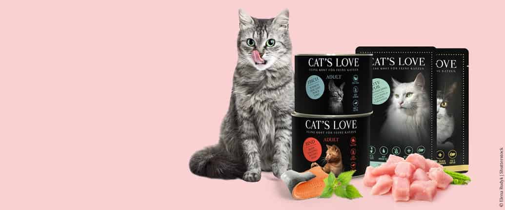 cat's love chaton