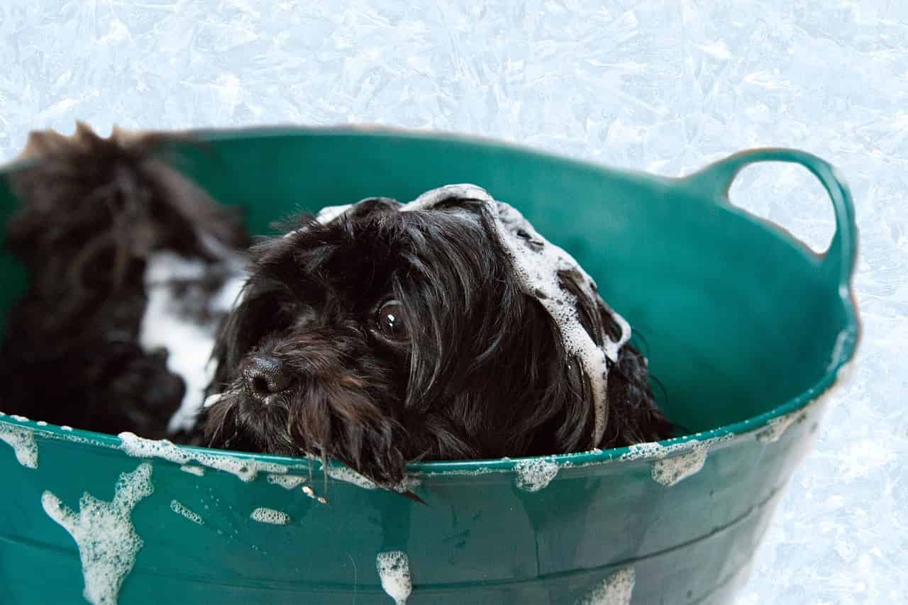 Shampooing pour chien Bio Groom
