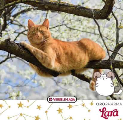 Versele Laga