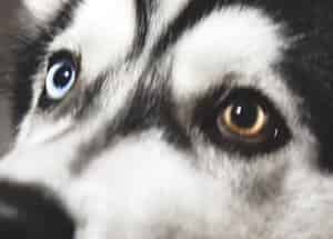 Yeux