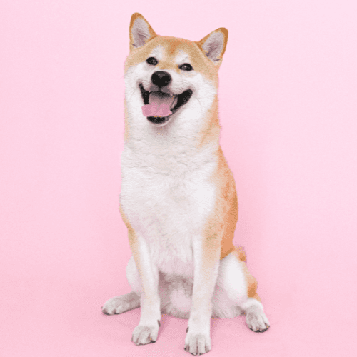 Chien