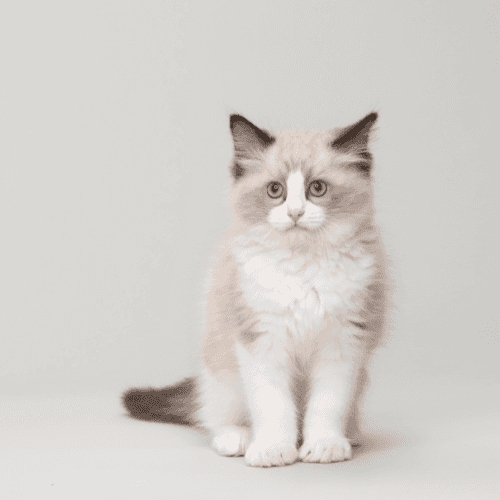Chat