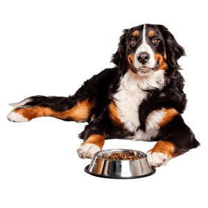 Croquettes chien