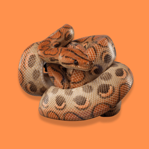 Reptile