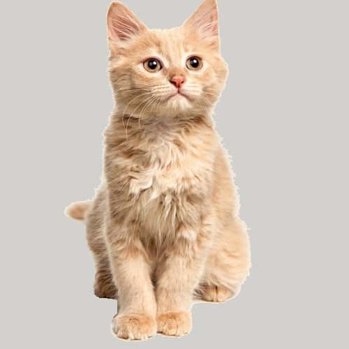 Chaton