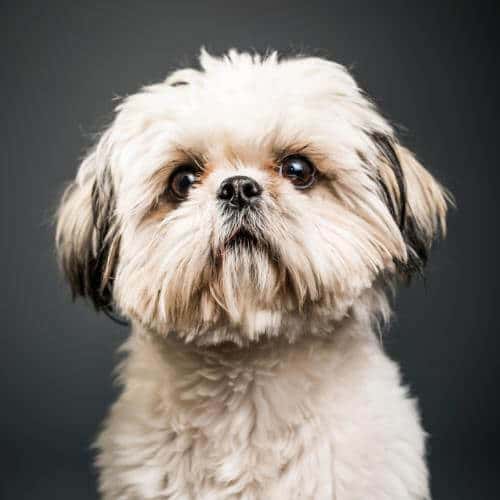 Croquette Shih Tzu