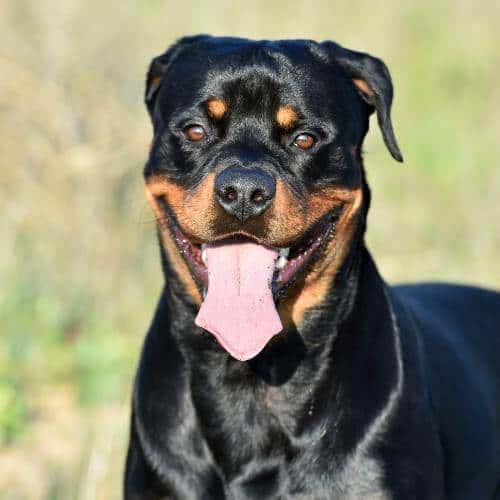 Croquette Rottweiler