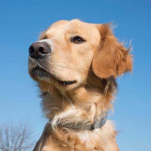 Croquette Golden Retriever