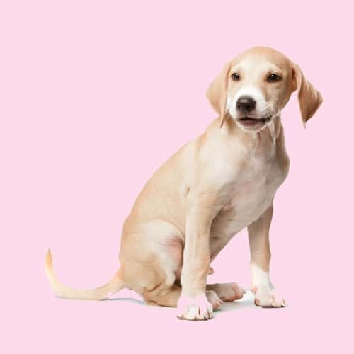 Chiot