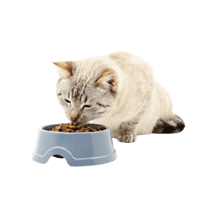 Croquettes chat