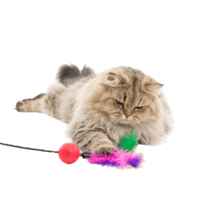 Jouet chat