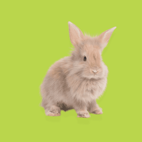 Lapin