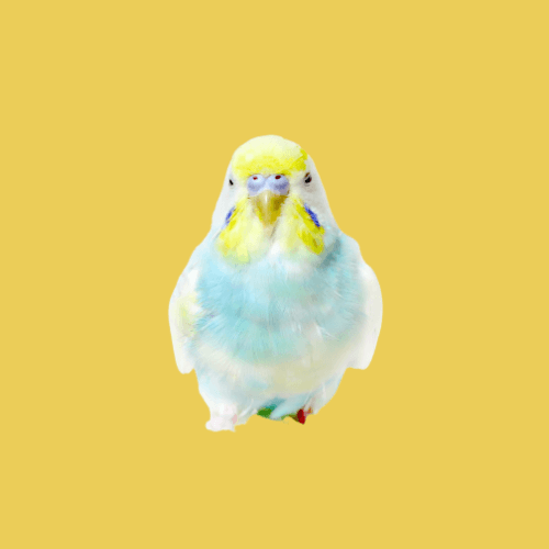 Oiseau