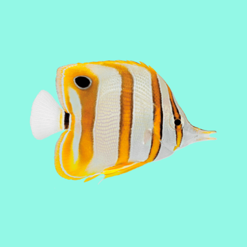 Poisson