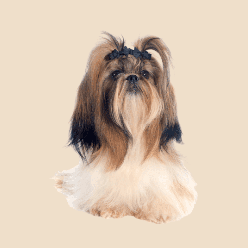 Shampoing pour Shih Tzu