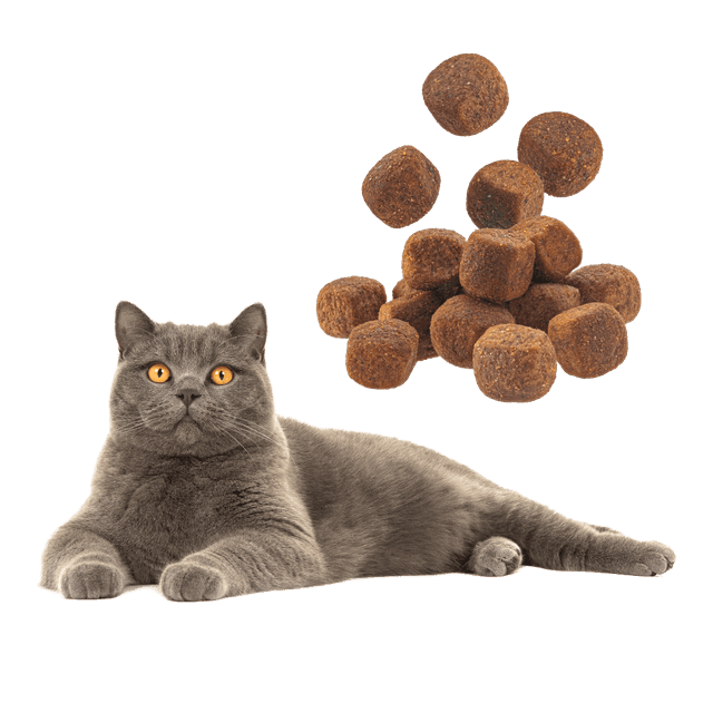 Croquettes chat