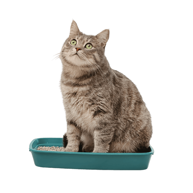 Litière chat