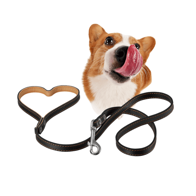 Collier pour chien et laisse pour chien