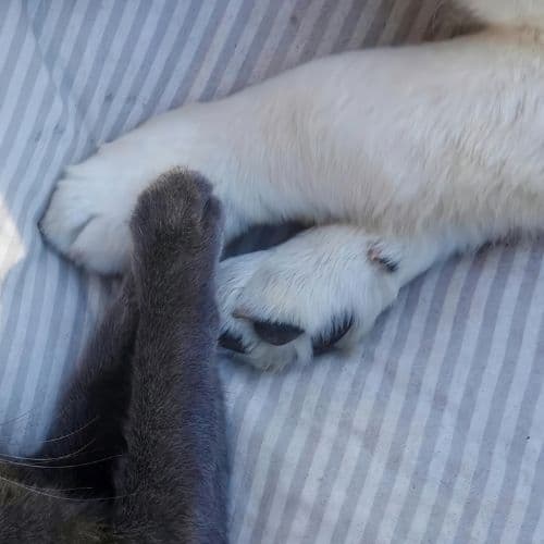 Articulations sensibles