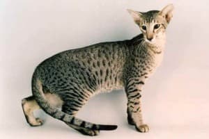 Le chat Oriental