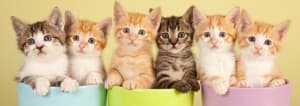 Quelle race de chat choisir ?