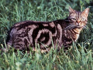 Le chat American Shorthair