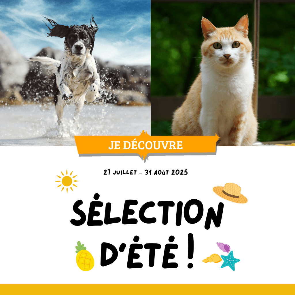 Sélection d’été : Produits rafraîchissants, Piscines, Selleries, Friandises de récompense, Glaces ...