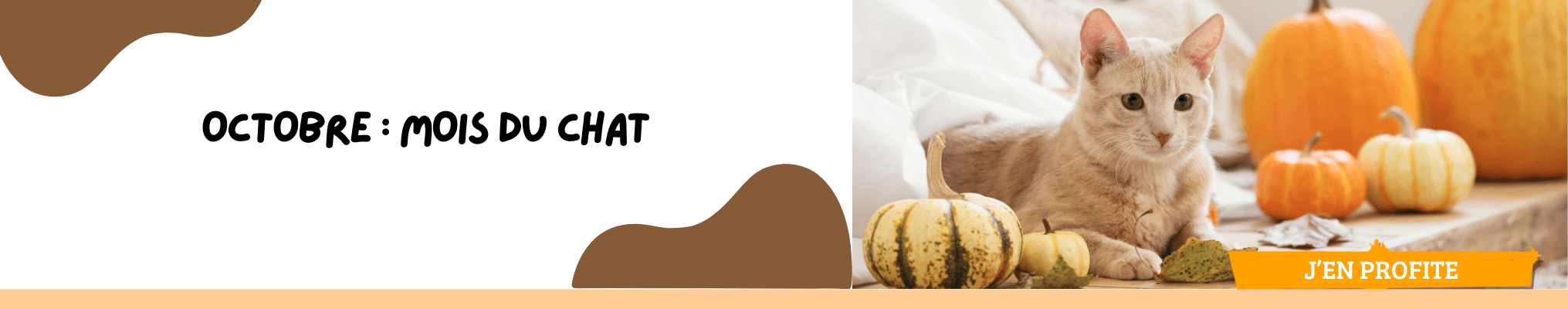 Octobre : Mois du chat