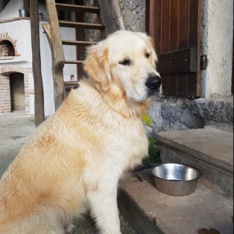 Baloo