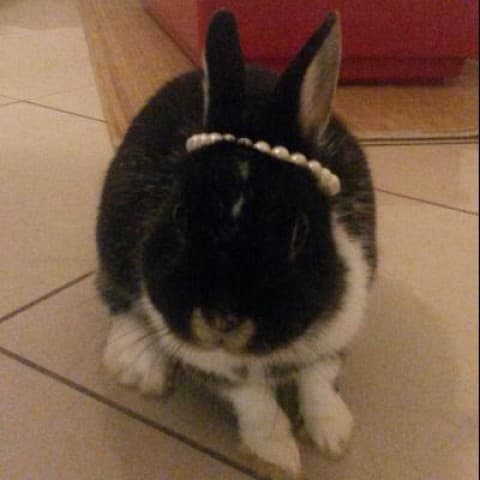 Haru