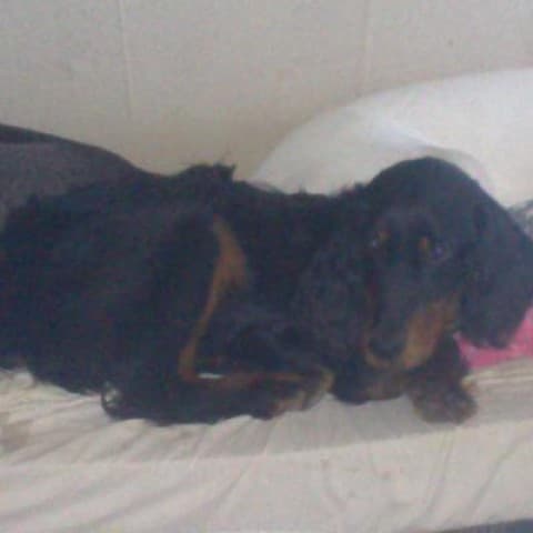louna