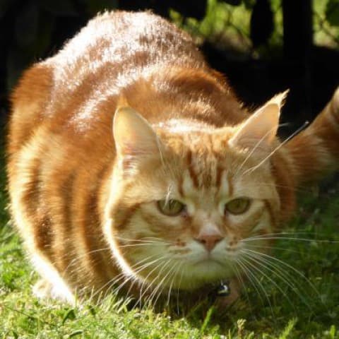 TIGROU