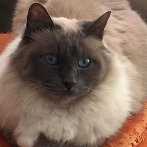 Enzo