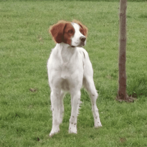 Léo