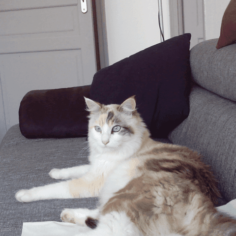 Lili