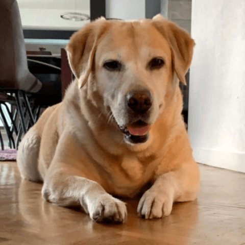 Lilou