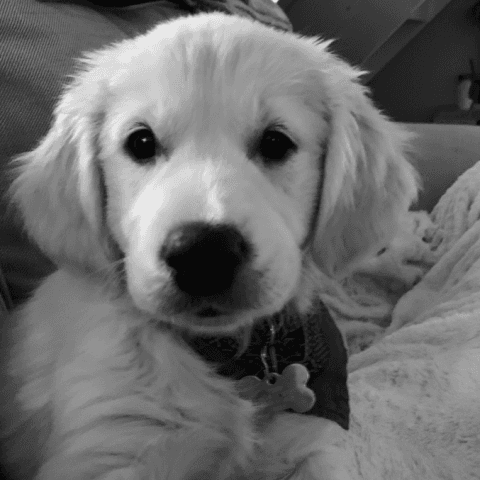 Polly