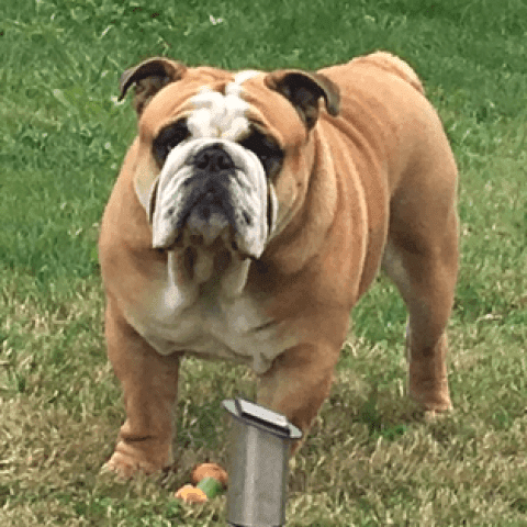 Lord  (of kingdom bulls)