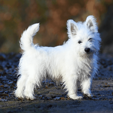 Mollie