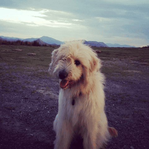 Ozi