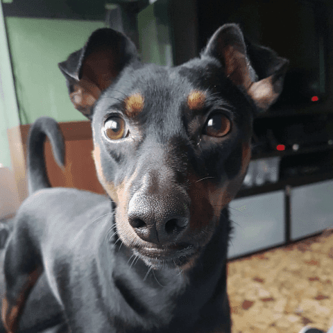 sam1
