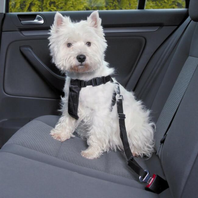 Accessoires auto pour le confort et la sécurité des chiens - trucs &  astuces - chien - SantéVet