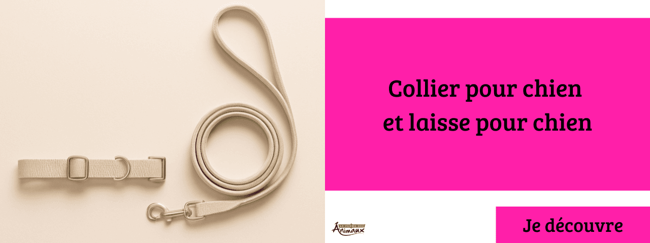 Collier pour chien et laisse pour chien